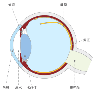 眼の断面図