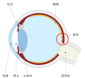 眼の中で、物を見る中心となる重要な部分を黄斑（おうはん）といいます。